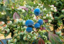 Perú inicia nueva campaña de arándanos y refuerza manejo sanitario Perú inicia nueva campaña de arándanos y refuerza manejo sanitario