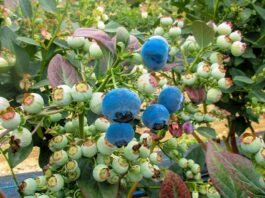 Perú inicia nueva campaña de arándanos y refuerza manejo sanitario Perú inicia nueva campaña de arándanos y refuerza manejo sanitario