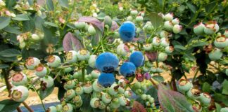 Perú inicia nueva campaña de arándanos y refuerza manejo sanitario Perú inicia nueva campaña de arándanos y refuerza manejo sanitario