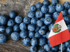 Arándanos peruanos ingresan a Indonesia con condiciones preferenciales Arándanos peruanos ingresan a Indonesia con condiciones preferenciales