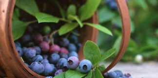 Sector agropecuario creció 8,8 % en junio impulsado por arándano y cacao Sector agropecuario creció 8,8 % en junio impulsado por arándano y cacao