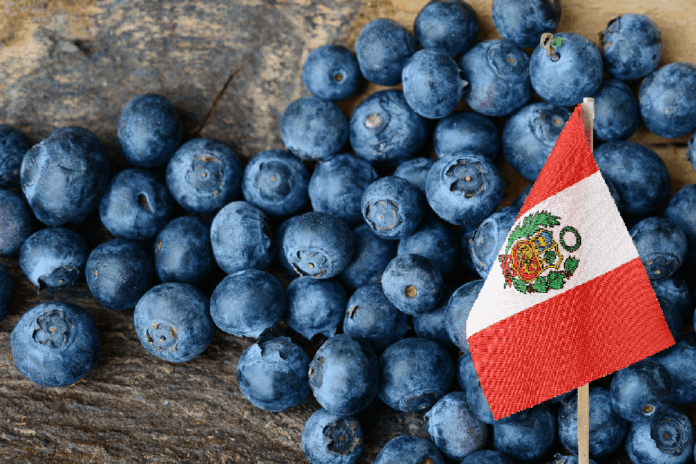 Arándanos peruanos ingresan a Indonesia con condiciones preferenciales