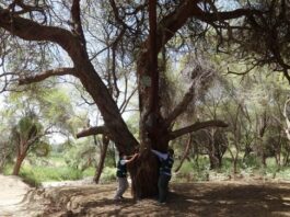Inician jornada de arborización en Veintiséis de Octubre con apoyo estudiantil Inicia jornada de arborización en Veintiséis de Octubre con apoyo estudiantil