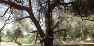Inician jornada de arborización en Veintiséis de Octubre con apoyo estudiantil Inicia jornada de arborización en Veintiséis de Octubre con apoyo estudiantil