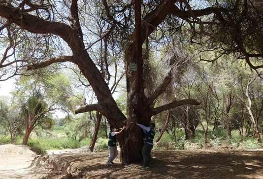 Inician jornada de arborización en Veintiséis de Octubre con apoyo estudiantil Inicia jornada de arborización en Veintiséis de Octubre con apoyo estudiantil