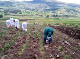 Ayacucho: inician construcción de qocha en Vischongo para fortalecer agricultura local Campaña algodonera en Piura muestra buenos resultados y apunta a cosecha en setiembre
