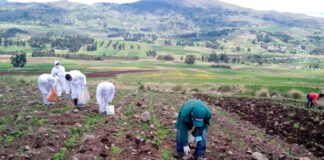 Campaña algodonera en Piura muestra buenos resultados y apunta a cosecha en setiembre Campaña algodonera en Piura muestra buenos resultados y apunta a cosecha en setiembre