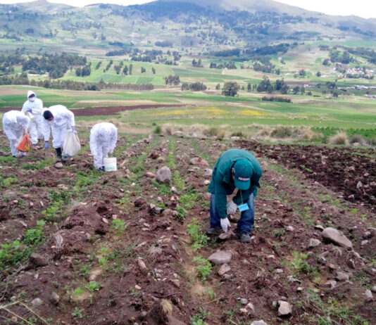 Ayacucho: inician construcción de qocha en Vischongo para fortalecer agricultura local Campaña algodonera en Piura muestra buenos resultados y apunta a cosecha en setiembre