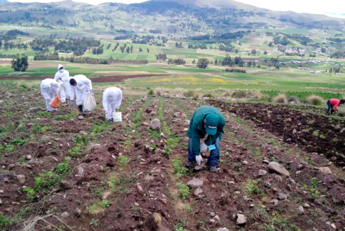 Ayacucho:inician construcción de qocha en Vischongo para fortalecer agricultura local