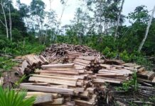 Serfor promueve plantaciones comerciales de tornillo y balsa en Perú Serfor promueve plantaciones comerciales de tornillo y balsa en Perú