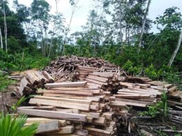 Serfor promueve plantaciones comerciales de tornillo y balsa en Perú Serfor promueve plantaciones comerciales de tornillo y balsa en Perú