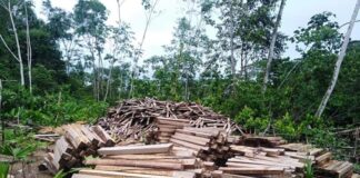 Serfor promueve plantaciones comerciales de tornillo y balsa en Perú Serfor promueve plantaciones comerciales de tornillo y balsa en Perú