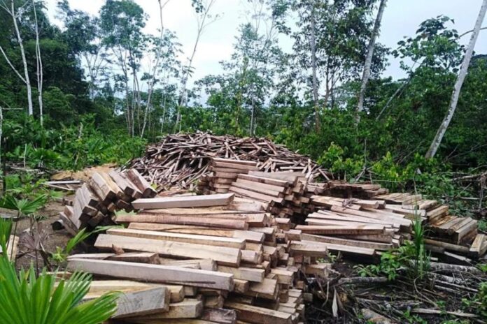 Serfor promueve plantaciones comerciales de tornillo y balsa en Perú