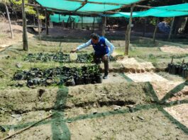 Plantones de algarrobo, tamarindo y moringa se distribuirán en colegios de Piura Plantones de algarrobo, tamarindo y moringa se distribuirán en colegios de Piura