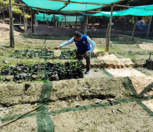 Plantones de algarrobo, tamarindo y moringa se distribuirán en colegios de Piura Plantones de algarrobo, tamarindo y moringa se distribuirán en colegios de Piura