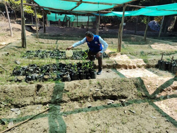 Plantones de algarrobo, tamarindo y moringa se distribuirán en colegios de Piura