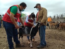 Piura realizará en octubre la VI Feria Regional de Ganadería Caprina Piura realizará en octubre la VI Feria Regional de Ganadería Caprina