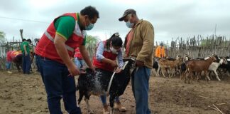 Piura realizará en octubre la VI Feria Regional de Ganadería Caprina Piura realizará en octubre la VI Feria Regional de Ganadería Caprina