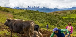 Gobiernos regionales podrán usar canon y regalías para titular predios rurales Gobiernos regionales podrán usar canon y regalías para titular predios rurales