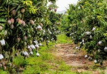 Medidas fitosanitarias para asegurar la exportación de mango Medidas fitosanitarias para asegurar la exportación de mango