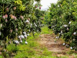 Floración tardía del mango Kent en Piura pone en riesgo campaña 2025/2026 Medidas fitosanitarias para asegurar la exportación de mango
