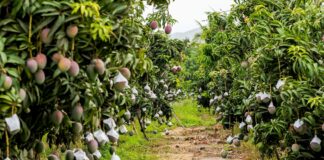 Medidas fitosanitarias para asegurar la exportación de mango Medidas fitosanitarias para asegurar la exportación de mango