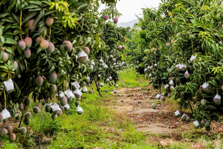 Medidas fitosanitarias para asegurar la exportación de mango