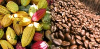 Exportaciones de productos orgánicos peruanos crecieron 45% en 2025 Exportaciones de productos orgánicos peruanos crecieron 45% en 2025