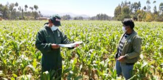 Aprueban reglamento de la Ley de Extensión Agropecuaria para beneficiar a 2 millones de productores Aprueban reglamento de la Ley de Extensión Agropecuaria para beneficiar a 2 millones de productores