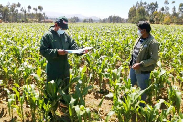 Aprueban reglamento de la Ley de Extensión Agropecuaria para beneficiar a 2 millones de productores
