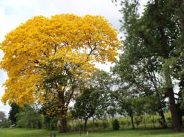 Piura impulsa reforestación con especies nativas en la quebrada Lancones Piura impulsa reforestación con especies nativas en la quebrada Lancones