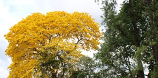 Piura impulsa reforestación con especies nativas en la quebrada Lancones Piura impulsa reforestación con especies nativas en la quebrada Lancones