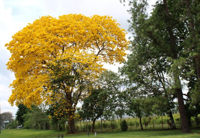 Piura impulsa reforestación con especies nativas en la quebrada Lancones