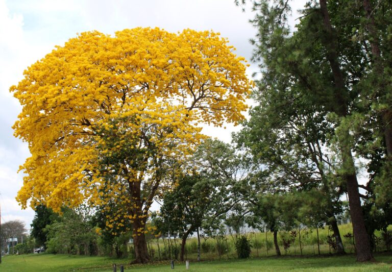 Piura impulsa reforestación con especies nativas en la quebrada Lancones