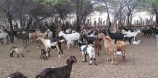 Piura explora modelo neozelandés para potenciar su ganadería caprina Piura explora modelo neozelandés para potenciar su ganadería caprina