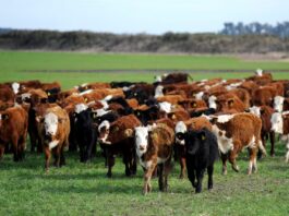 Ganadería bovina en Perú: más de 5.8 millones de cabezas, pero consumo interno sigue rezagado Ganadería bovina en Perú: más de 5.8 millones de cabezas, pero consumo interno sigue rezagado