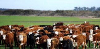 Ganadería bovina en Perú: más de 5.8 millones de cabezas, pero consumo interno sigue rezagado Ganadería bovina en Perú: más de 5.8 millones de cabezas, pero consumo interno sigue rezagado