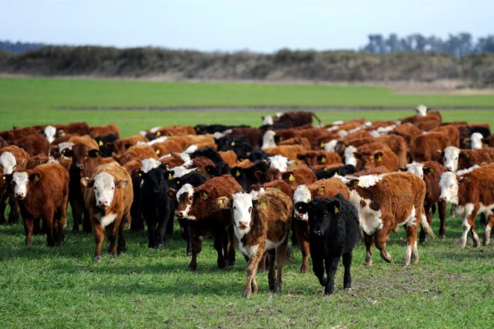 Ganadería bovina en Perú: más de 5.8 millones de cabezas, pero consumo interno sigue rezagado