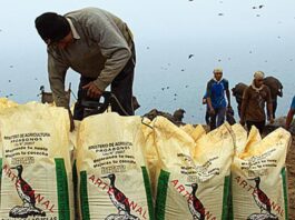 Guano de las Islas beneficiará a más de 22 mil agricultores en 2025 con nuevo plan de repoblamiento Guano de las Islas beneficiará a más de 22 mil agricultores en 2025 con nuevo plan de repoblamiento