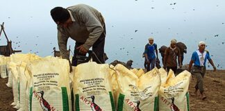 Guano de las Islas beneficiará a más de 22 mil agricultores en 2025 con nuevo plan de repoblamiento Guano de las Islas beneficiará a más de 22 mil agricultores en 2025 con nuevo plan de repoblamiento
