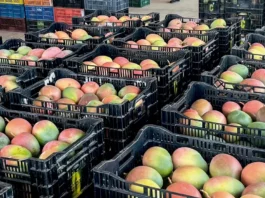 Exportaciones de mango se triplican en 2025 y consolidan a Piura como líder nacional Exportaciones de mango se triplican en 2025 y consolidan a Piura como líder nacional