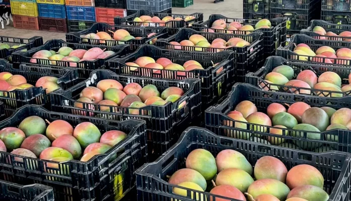 Exportaciones de mango se triplican en 2025 y consolidan a Piura como líder nacional