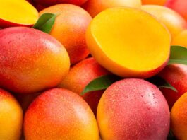 Mango peruano recupera liderazgo exportador con más de 289 mil toneladas en la campaña 2024–2025 Mango peruano recupera liderazgo exportador con más de 289 mil toneladas en la campaña 2024–2025