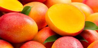 Mango peruano recupera liderazgo exportador con más de 289 mil toneladas en la campaña 2024–2025 Mango peruano recupera liderazgo exportador con más de 289 mil toneladas en la campaña 2024–2025