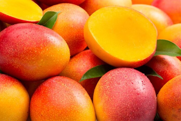 Mango peruano recupera liderazgo exportador con más de 289 mil toneladas en la campaña 2024–2025