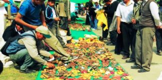 Muhu Raymi 2025: comunidades andinas celebran la Fiesta de la Semilla en honor a la agrobiodiversidad Muhu Raymi 2025: comunidades andinas celebran la Fiesta de la Semilla en honor a la agrobiodiversidad