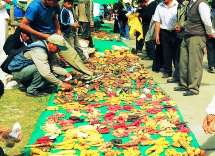 Muhu Raymi 2025: comunidades andinas celebran la Fiesta de la Semilla en honor a la agrobiodiversidad Muhu Raymi 2025: comunidades andinas celebran la Fiesta de la Semilla en honor a la agrobiodiversidad