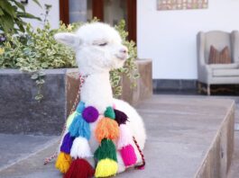 Día Nacional de la Alpaca: Perú lidera la producción mundial de fibra y carne saludable Día Nacional de la Alpaca: Perú lidera la producción mundial de fibra y carne saludable