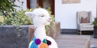 Día Nacional de la Alpaca: Perú lidera la producción mundial de fibra y carne saludable Día Nacional de la Alpaca: Perú lidera la producción mundial de fibra y carne saludable