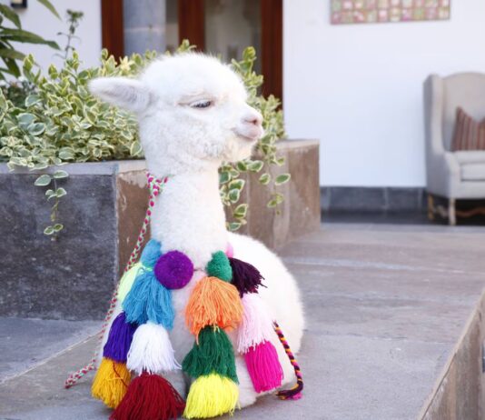 Día Nacional de la Alpaca: Perú lidera la producción mundial de fibra y carne saludable Día Nacional de la Alpaca: Perú lidera la producción mundial de fibra y carne saludable